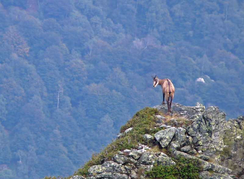 Camosci della Val Grande